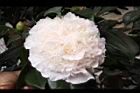 玻璃花-花06.jpg