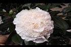 玻璃花-花07.jpg