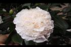 玻璃花-花08.jpg