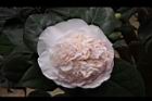 玻璃花-花09.jpg
