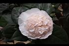 玻璃花-花11.jpg