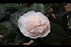 玻璃花-花12.jpg