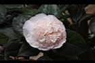 玻璃花-花13.jpg