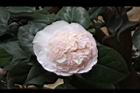 玻璃花-花14.jpg