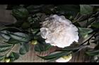玻璃花-花15.jpg