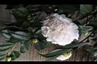 玻璃花-花16.jpg