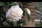 玻璃花-花17.jpg
