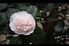 玻璃花-花18.jpg