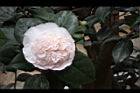 玻璃花-花19.jpg