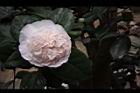 玻璃花-花20.jpg