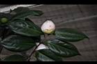 玻璃花-花苞00.jpg
