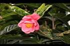 紅海棠-花00.JPG