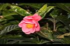 紅海棠-花01.JPG