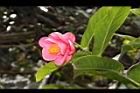 紅海棠-花02.JPG