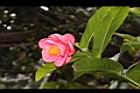 紅海棠-花03.JPG