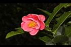 紅海棠-花05.JPG