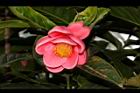 紅海棠-花06.JPG