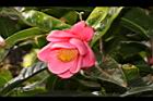 紅海棠-花08.JPG