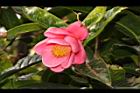 紅海棠-花09.JPG