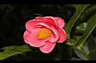 紅海棠-花10.JPG