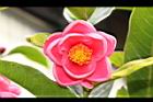 紅海棠-花11.JPG