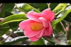 紅海棠-花13.JPG