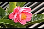 紅海棠-花14.JPG