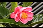 紅海棠-花15.JPG