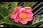 紅海棠-花16.JPG