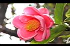 紅海棠-花17.JPG