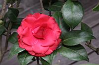 紅紅玫瑰04.JPG