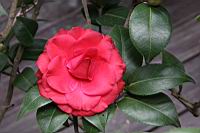 紅紅玫瑰05.JPG