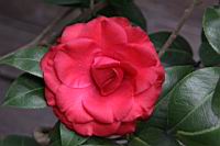 紅紅玫瑰06.JPG