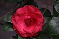 紅紅玫瑰07.JPG