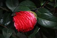 紅葛蕾絲00.JPG