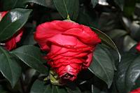 紅葛蕾絲01.JPG
