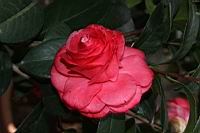 紅葛蕾絲02.JPG