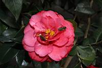 紅葛蕾絲03.JPG