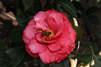 紅葛蕾絲04.JPG