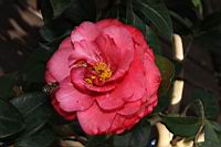 紅葛蕾絲05.JPG