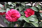紅貝拉04.JPG