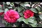 紅貝拉05.JPG