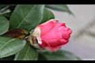 紅貝拉10.JPG