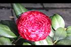 紅貝拉12.JPG
