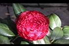 紅貝拉13.JPG