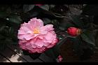 紫砂胭脂03.JPG