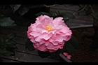 紫砂胭脂04.JPG