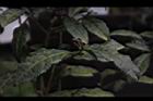 紫葉山茶-葉00.JPG