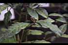 紫葉山茶-葉01.JPG