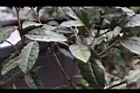 紫葉山茶-葉02.JPG